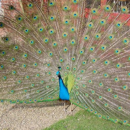 Pendley Manor Hotel Tring Luaran gambar